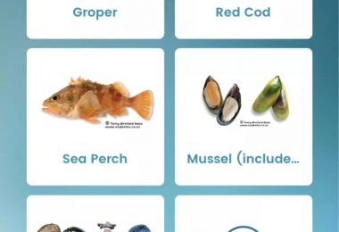 新西兰赶海指南：必备技能与安全提示