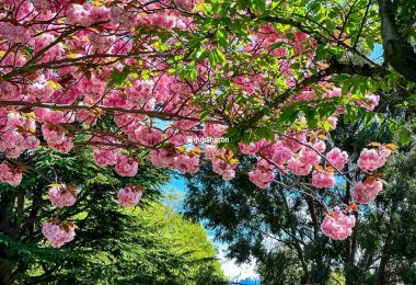 瓦纳卡四季风景记录