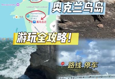 探索奥克兰鸟岛的实用旅游攻略